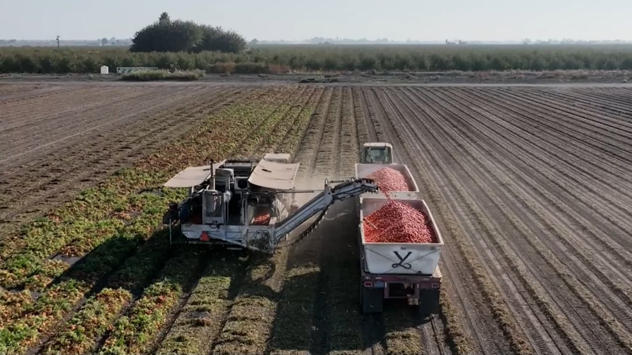 <b>Mira también: </b>La industria del tomate se ha visto tan afectada por la crisis del agua en California y la alza de precios de combustibles y fertilizantes provocada por la inflación que este año se produjo un 14% menos de este fruto en las granjas del estado. 
<a href="https://www.univision.com/noticias" target="_blank">Sigue las últimas noticias en Univision</a>.