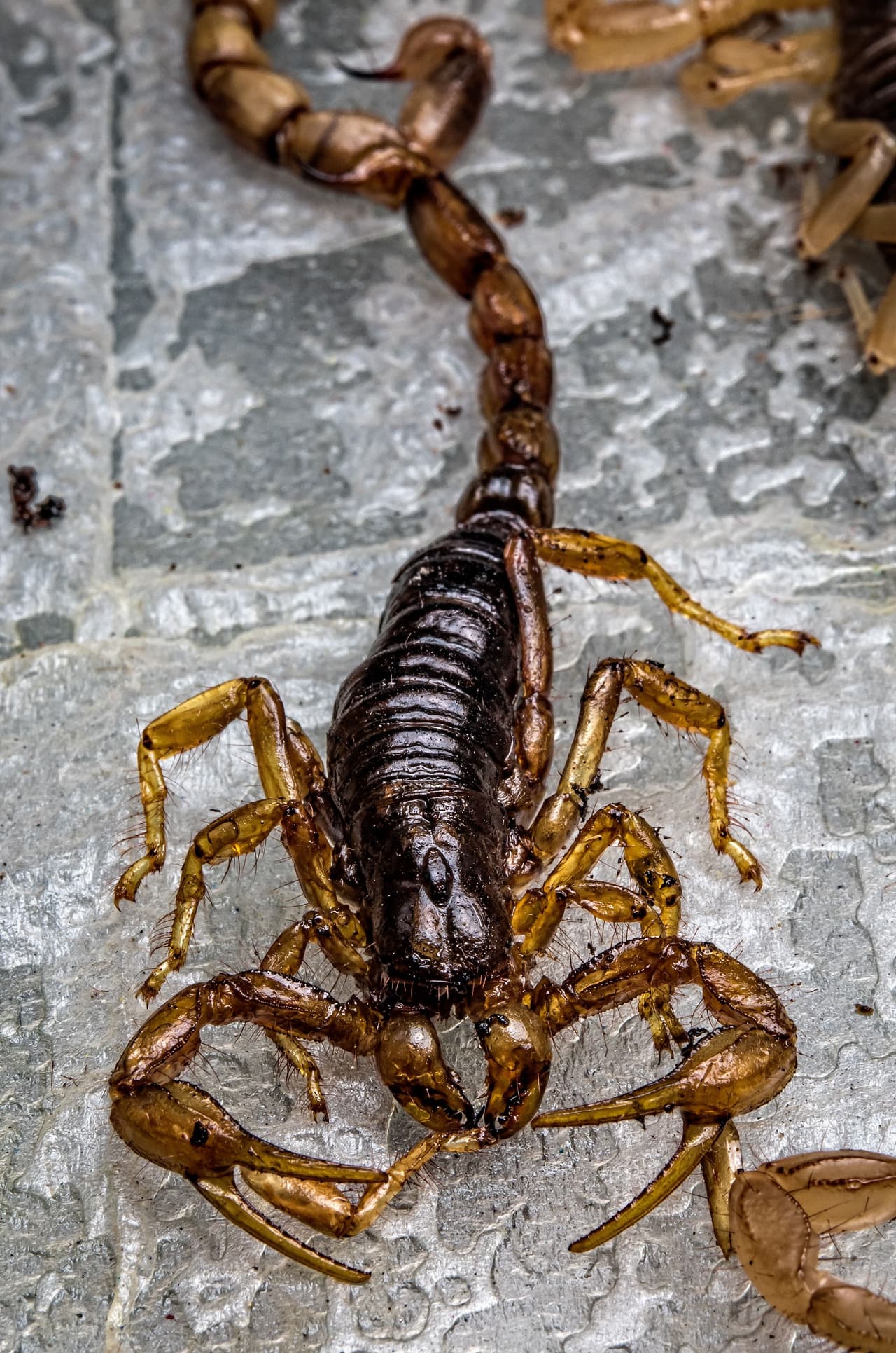 El escorpión de corteza es el más venenoso en EEUU, desafortunadamente, también es el escorpión más común que se encuentra en los hogares. El escorpión de corteza mide de una a 1.5 pulgadas de largo, color no es una buena forma de identificar este escorpión, puede trepar cualquier cosa menos plástico y vidrio. Se puede encontrar en techos, paredes de cemento, cortinas de baño, armarios de ropa y áreas de almacenamiento de alimentos. Son más activos por la noche y les gustan los lugares oscuros y húmedos, según el sitio web de Banner Health.