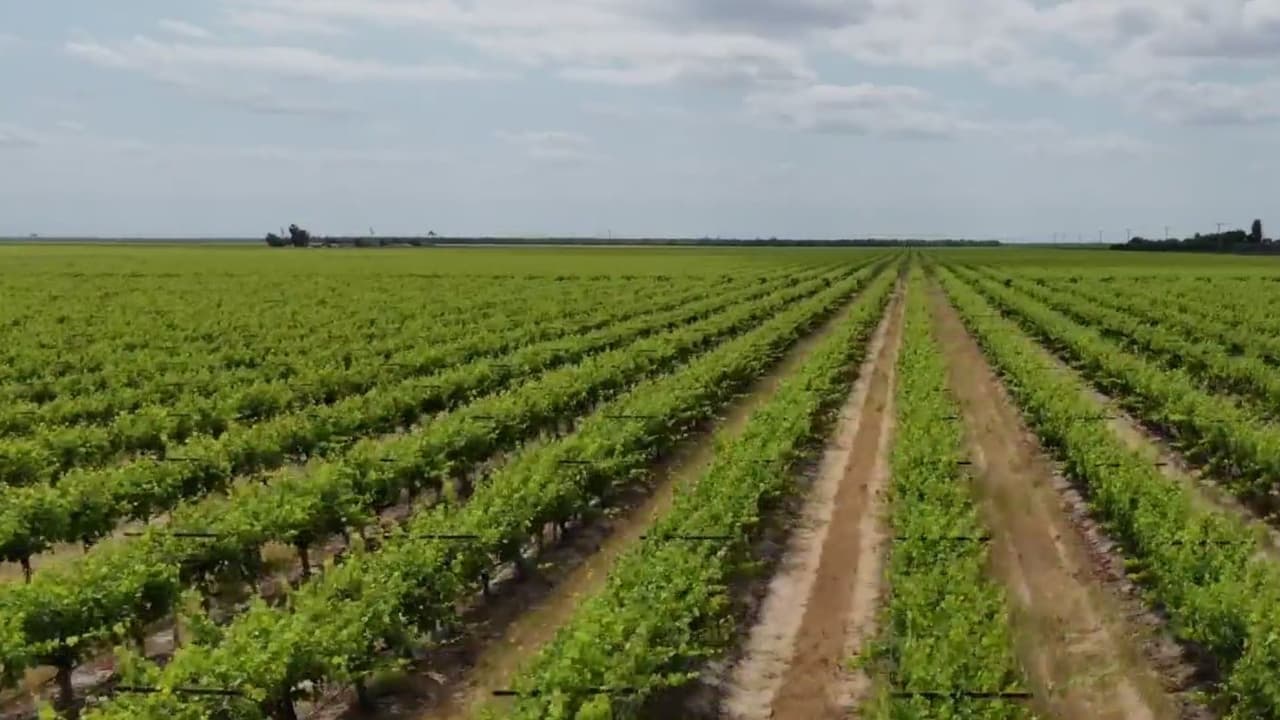 Bajo salario de campesinos afecta su salud y el futuro de las comunidades agrícolas de California