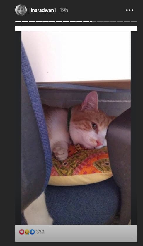 En el clip que fue difundido por distintas cuentas digitales, se aprecia cómo l
<b>a mujer se ríe mientras daña al felino</b> (foto) frente a una niña.
<br>