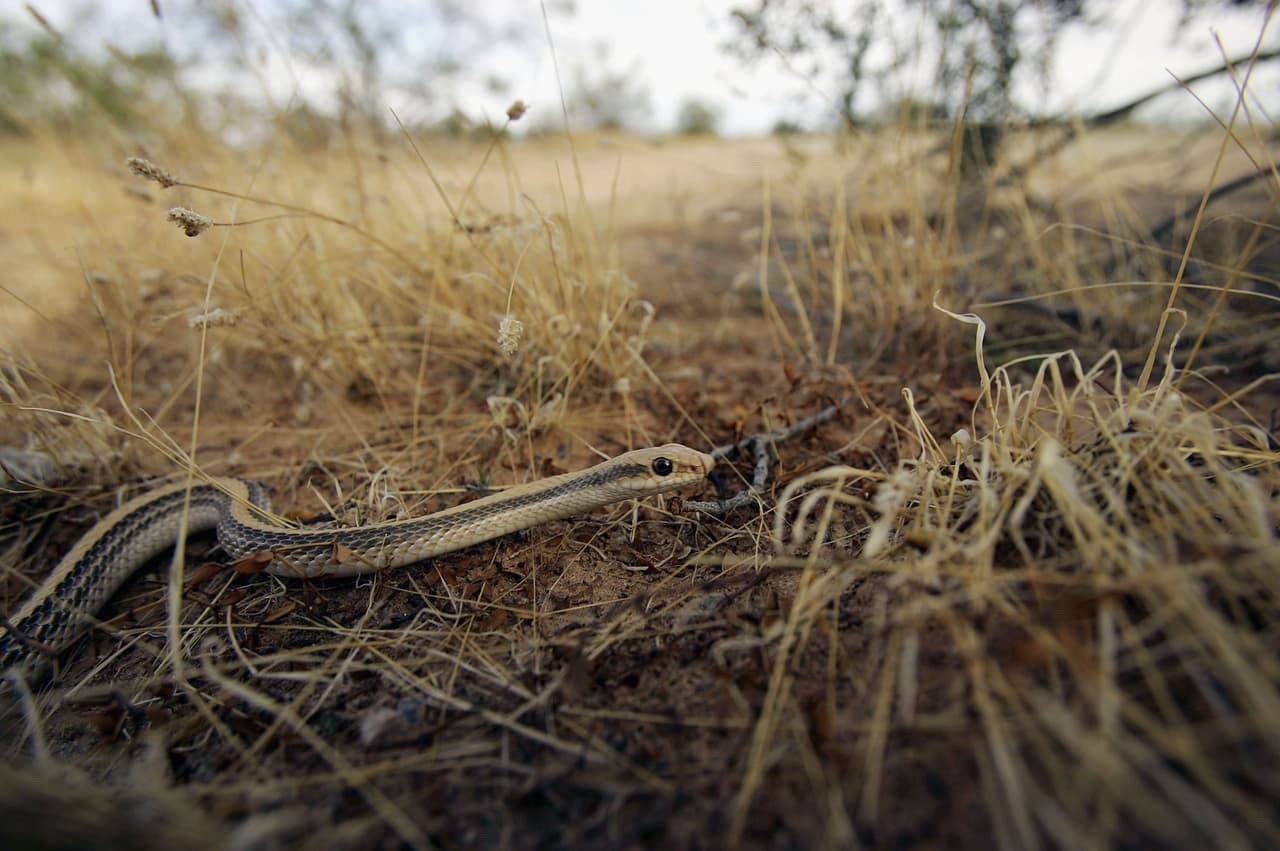 La temporada de monzón es el momento en que las serpientes de cascabel traen a sus crías al mundo