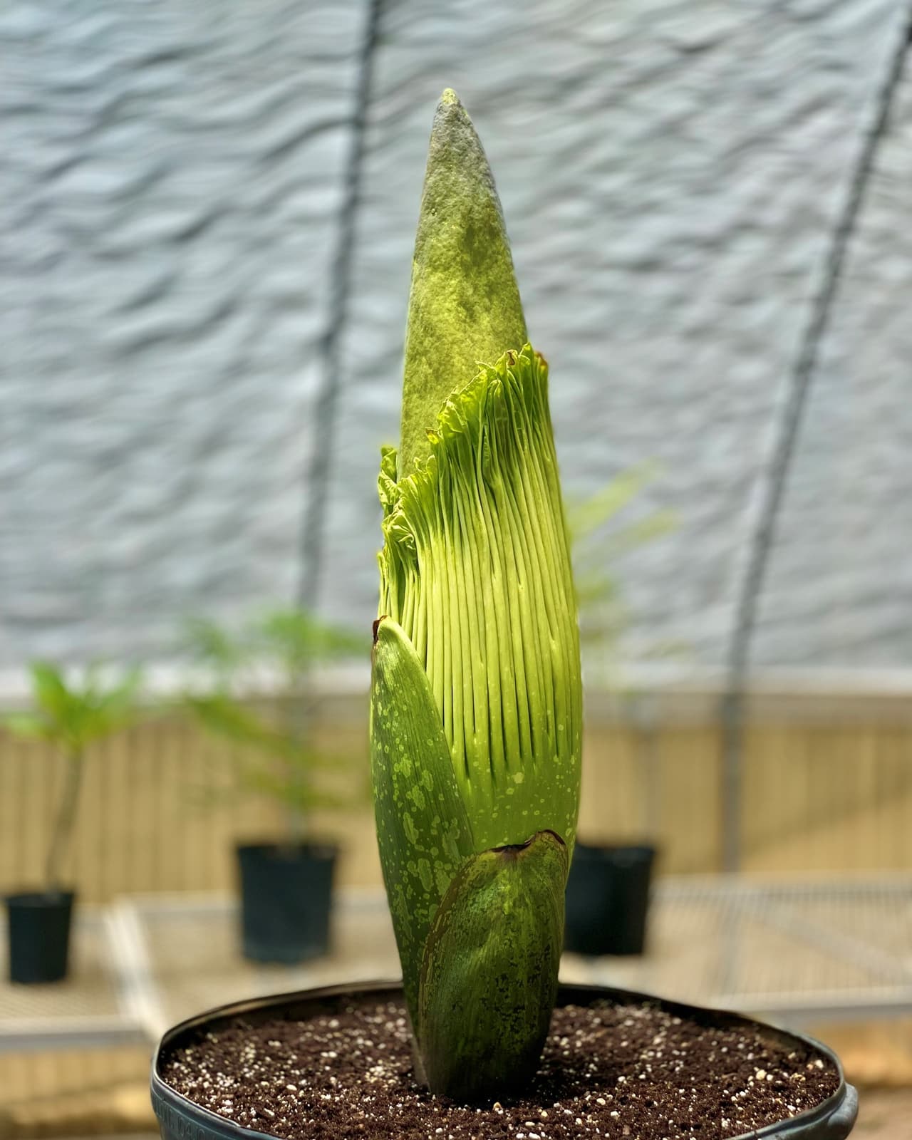 El zoológico había reportado un olor a "basura húmeda" proveniente de la planta, lo que indicaba que pronto florecería.