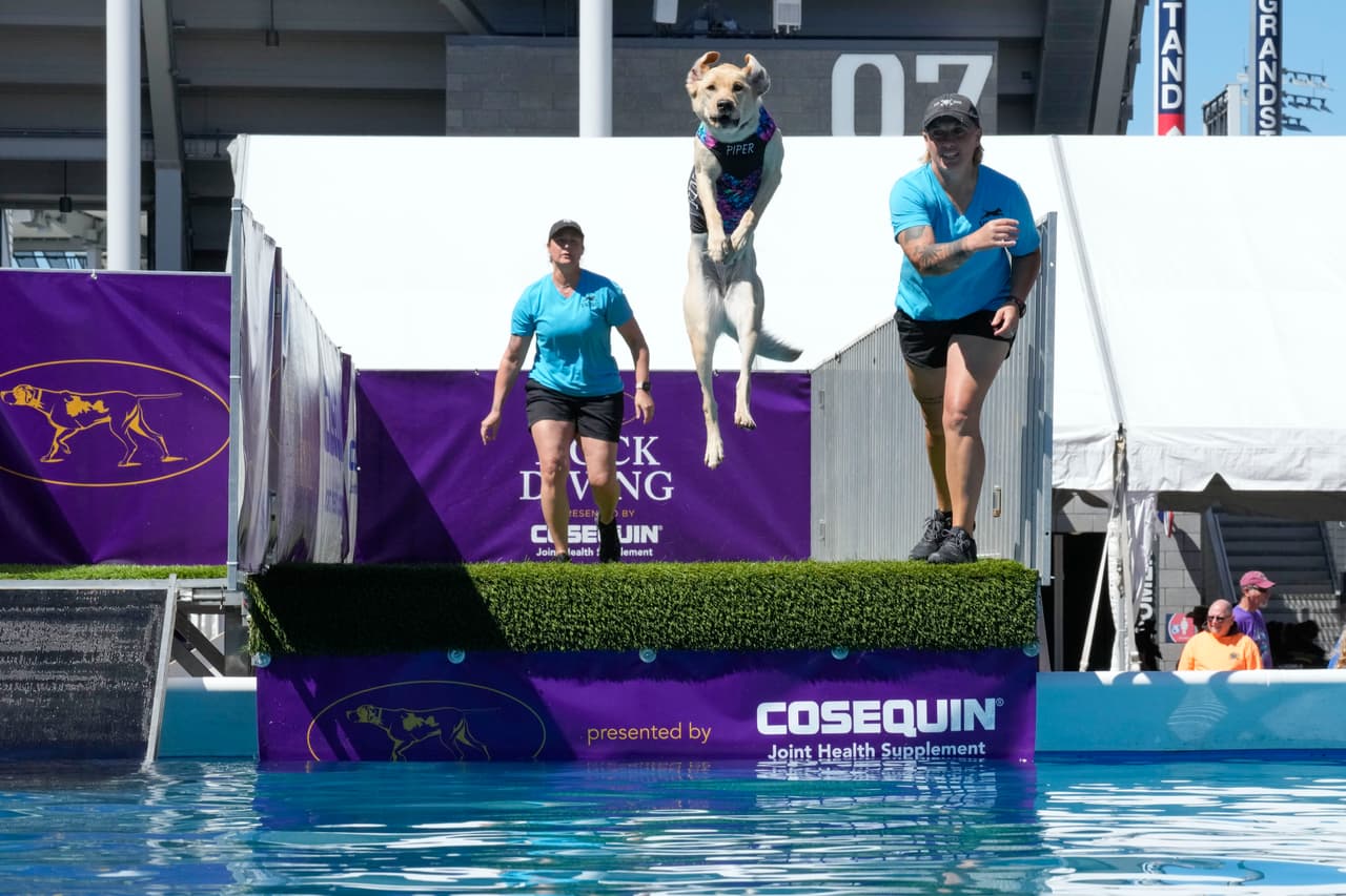 Así salta a la piscina Piper, uno de los perros que compite en la exposición canina del Westminster Kennel Club en el Centro Nacional de Tenis Billie Jean King.