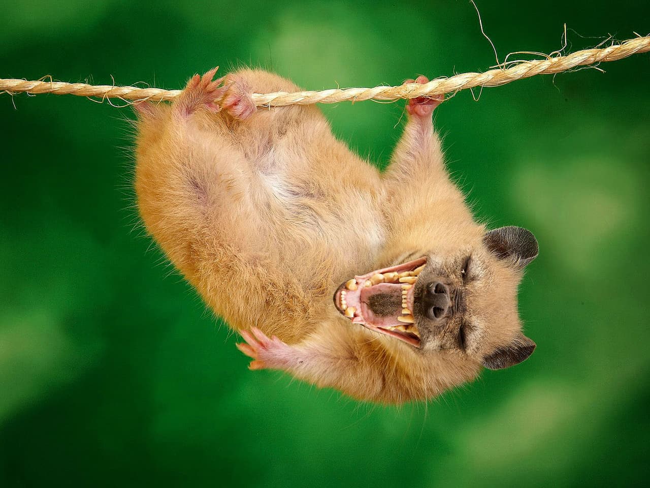 'Hámster murciélago'. Nada como una pequeña mascota con unos afilados dientes.