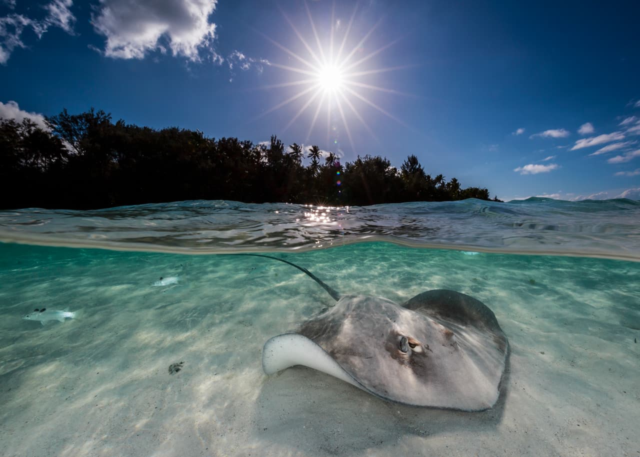 Una toma dividida de una raya en aguas poco profundas con un rayo de sol detrás, tomada a última hora de la tarde en Moorea, Polinesia Francesa. Otra de las imágenes del portafolio de Capozzola.