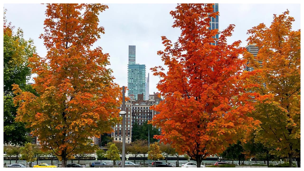 Los acompaña de frases famosas, como esta, de la escritora Naomi Ragen: “Le encantaba el otoño, todos los colores desteñidos por el sol del verano repintados por vivos rojos y dorados que aún se aferraban frágilmente a las ramas que pronto estarían cubiertas de nieve”. 
<br>
<br>