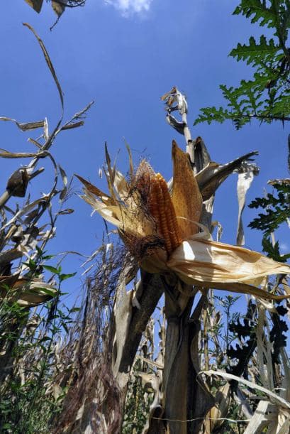 Porque de acuerdo con los expertos y las asociaciones de agricultores, el crecimiento de la soja transgénica ha sido acompañada por una "degradación de la tierra" y la "expulsión" de los pequeños agricultores del país, donde se estima que el 80 por ciento de las tierras está en manos del 2 por ciento de la población.