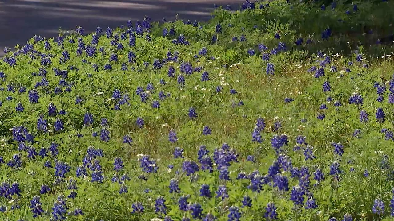 Si no quieres viajar para encontrarlas, en Houston hay algunos jardines donde la puedes admirar y fotografiarlas.