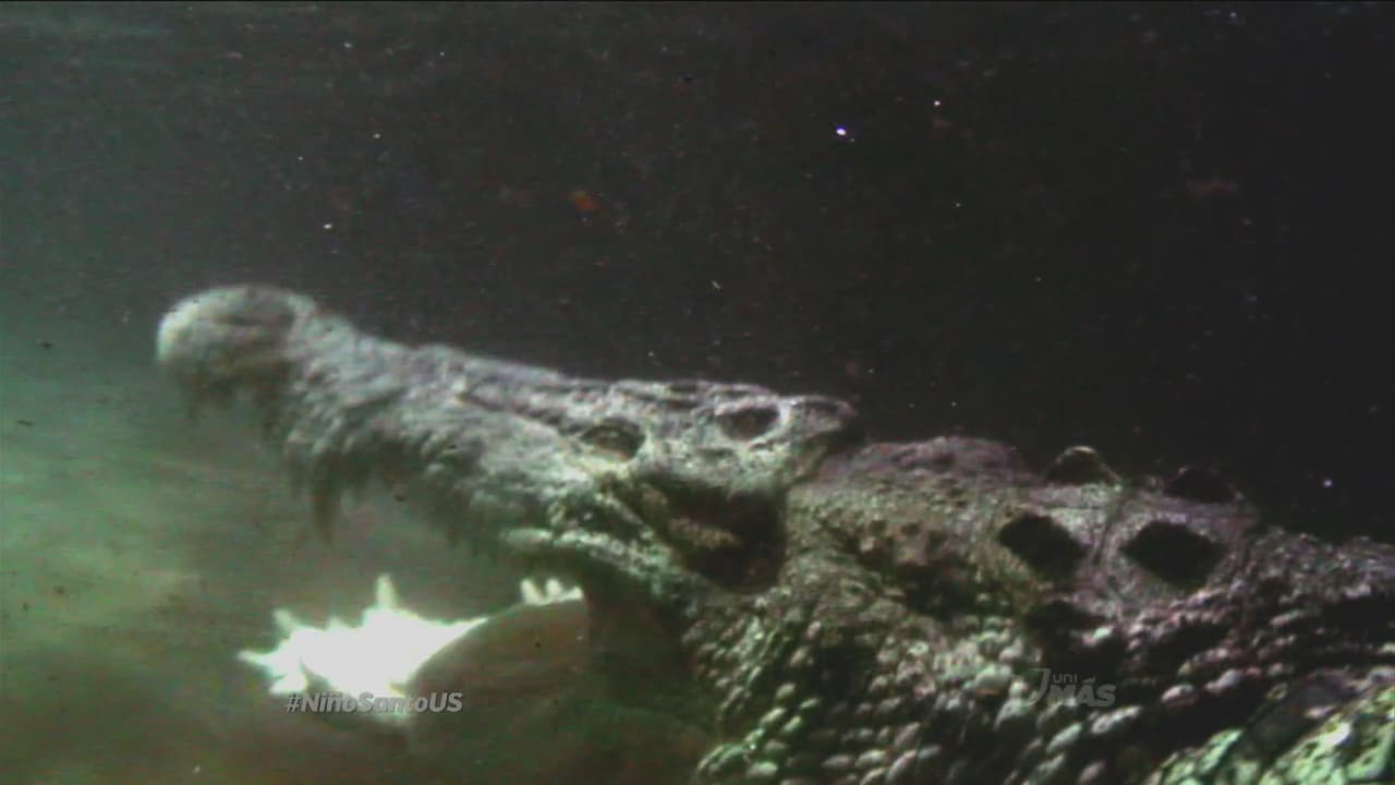 ¡Cuidado con el cocodrilo Farca!