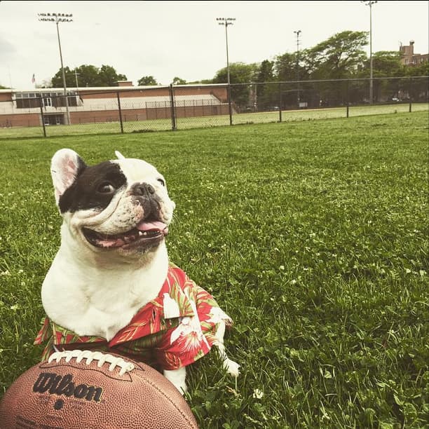 La época de diversión está a punto de comenzar y eso también lo sabe tu mascota.