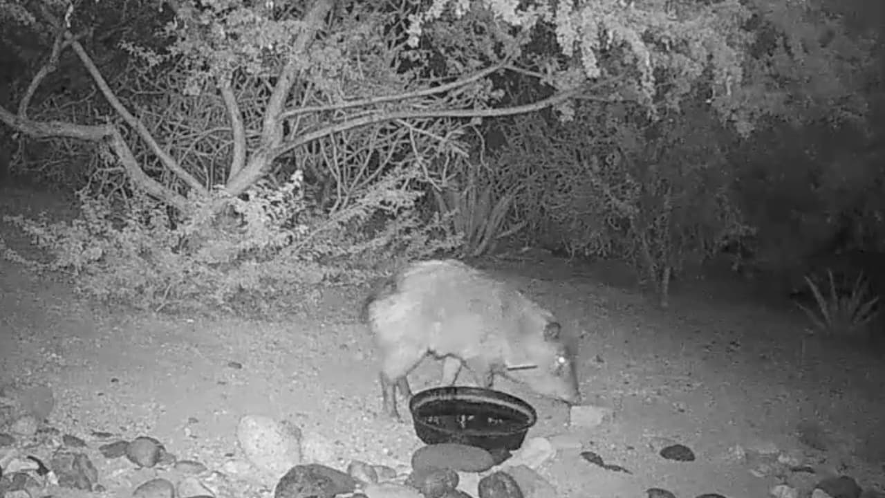 Ofrecen recompensa de $1,500 por información de la persona que disparó a una javelina con una flecha 