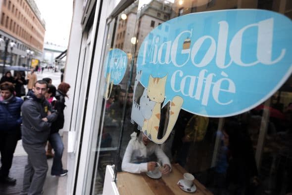 Lo último en cafeterías es MiaGola Café, un concepto completamente innovador con toques de altruismo y amor por los felinos.