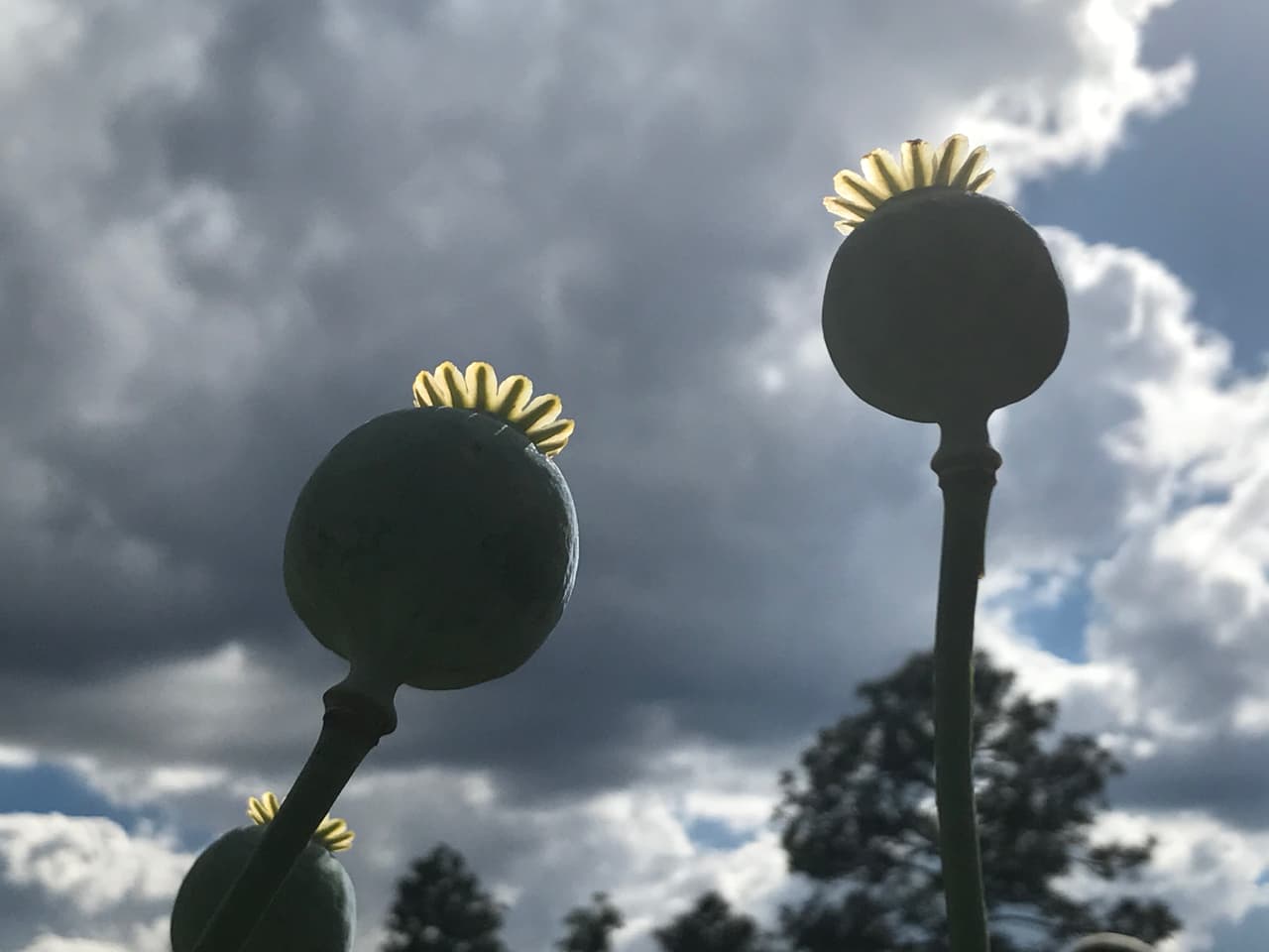 Dentro de estos bulbos se encuentra el líquido blanquecino conocido como ‘goma de opio’, base de todos los opioides.