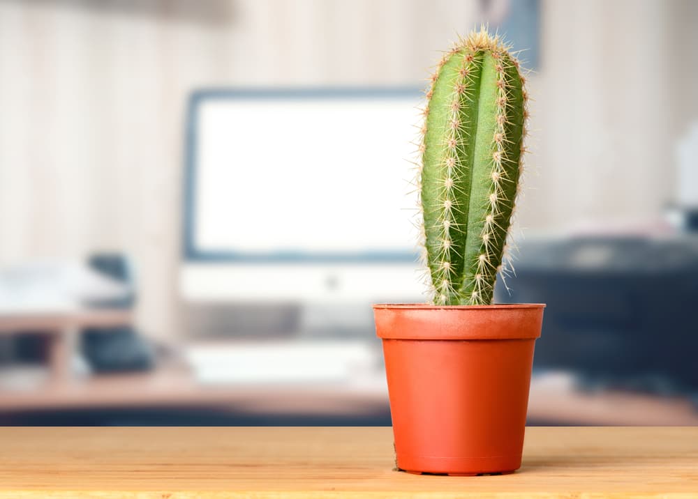 Poner un cactus en tu cubículo también es buen consejo. Son ideales para la oficina porque contrarrestan las malas energías y vibraciones feas que despiden algunas de las máquinas con las que trabajamos habitualmente, como nuestras computadoras.