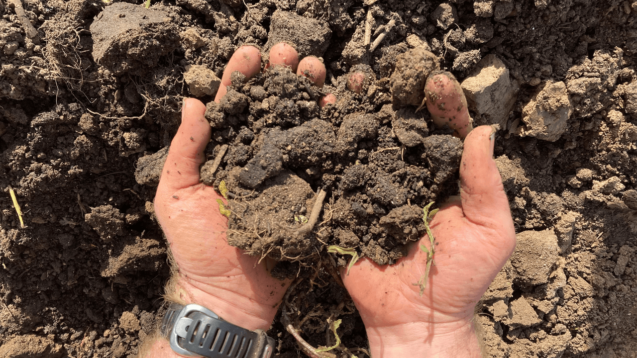 <h2 class="cms-H2-H2">Tierra</h2>
<br>Este producto se considera de origen vegetal y no puedes llevarlo a México.