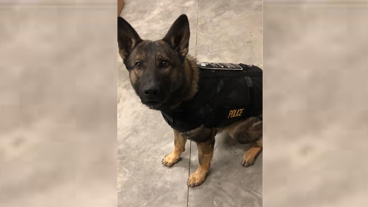 Axel el perro policía se recupera satisfactoriamente de sus heridas