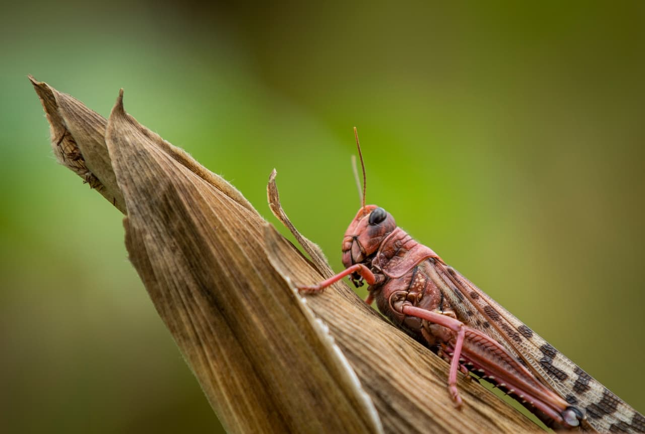 La plaga podría no ser controlada hasta junio, cuando comience un clima más árido, han indicado las autoridades, pero para entonces, de no vigilarse, el número de langostas podría aumentar unas 500 veces, advirtieron los expertos.