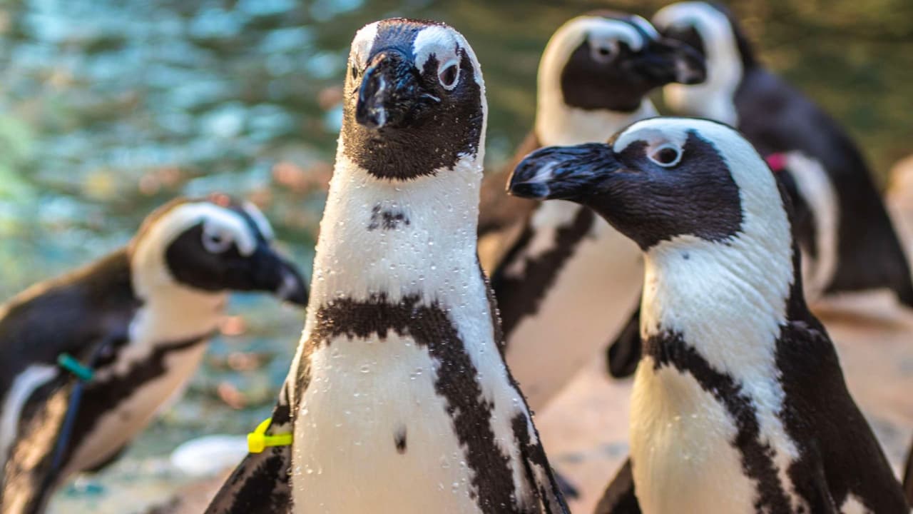 Esta iniciativa no solo es un gesto tierno para el Día de San Valentín, sino que también 
<b>contribuye a proporcionar cuidados de primera clase a la diversa familia animal del zoológico</b> y respalda su visión de crear un mundo mejor.