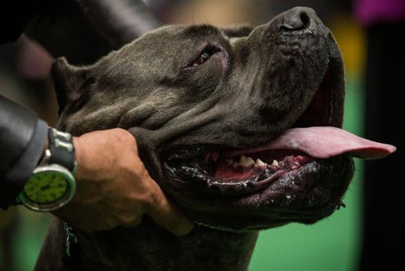 Cane Corso: Un perro fuerte, ágil y aguantador, de carácter dócil con el dueño y reservado con los extraños, su procedencia de guarda le hace estar alerta todo el tiempo.
