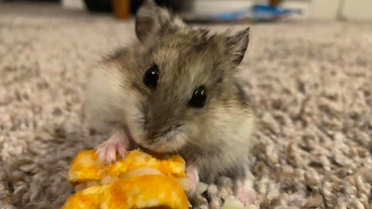 “Ella es marshmallow”, escribió Jahaira Cristal Treviño.