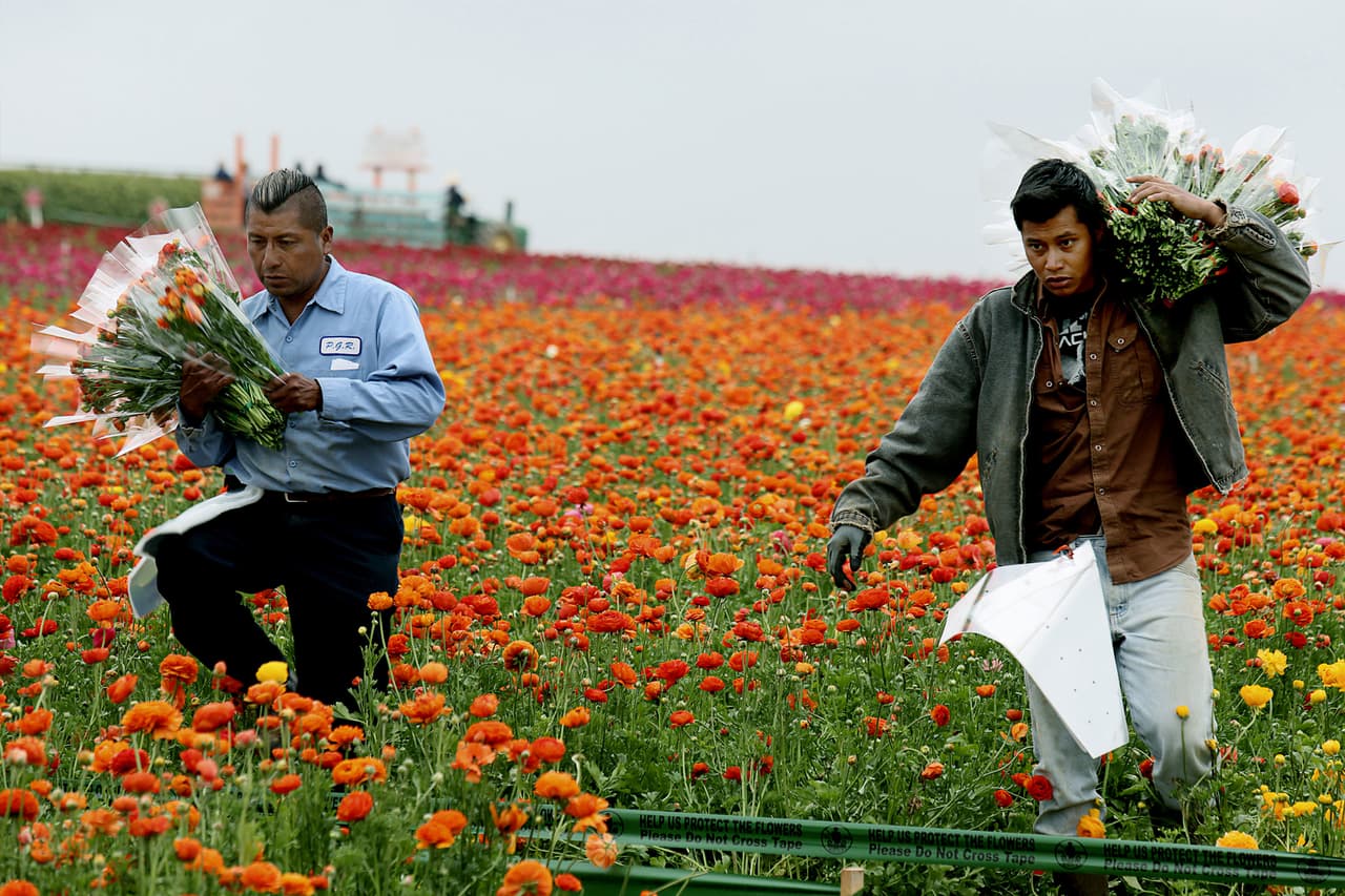 <b>Puesto 22. Ocupaciones agrícolas, pesqueras y forestales.</b>
<br>
<br>Número de empleados en Estados Unidos: 478,770.
<br>
<br>Salario medio anual: 33,310 dólares.
<br>
<br>Salario promedio por hora: 14.27 dólares.
<br>
<br>Esta categoría incluye a los supervisores y trabajadores agrícolas, pesqueros y forestales en general; criadores de animales; operadores de equipos agrícolas y madereros, 
<a href="https://www.bls.gov/oes/current/oes450000.htm"><u>entre otros</u></a>. 
<br>
<br>
<a href="https://www.statista.com/statistics/269959/employment-in-the-united-states/#:~:text=In%202019%2C%20around%20157.54%20million,million%20employed%20people%20is%20expected."><u>En Estados Unidos hay alrededor de 150 millones de personas empleadas</u></a> y las 10 grandes categorías de ocupaciones más populares en el país suman más de 100 millones de personas. Esta lista se realizó en base al informe más reciente de la 
<a href="https://www.bls.gov/oes/current/oes_nat.htm"><u>Oficina de Estadísticas Laborales</u></a> (BLS), publicado en marzo de 2021. El informe agrupa los empleos en Estados Unidos en 22 grandes categorías, que los unen por sus características comunes. 
<br>