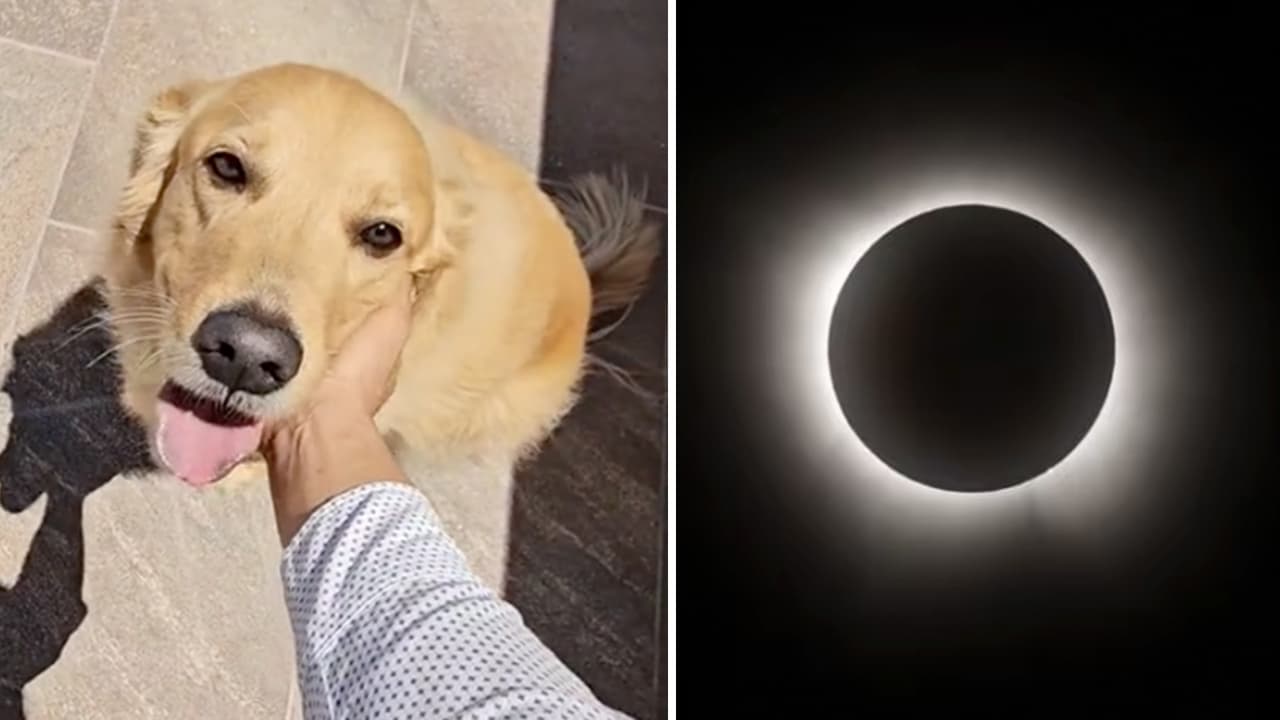 ¿No entendían lo que pasaba? Así reaccionaron los animales al impactante eclipse solar 