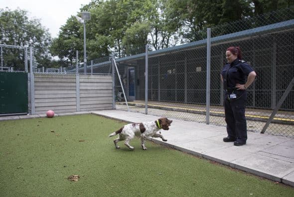 El olfato de los perros está veinte veces más desarrollado que el de los hombres, es por esto que ellos pueden detectar un sinfín de olores más que cualquiera de los humanos.