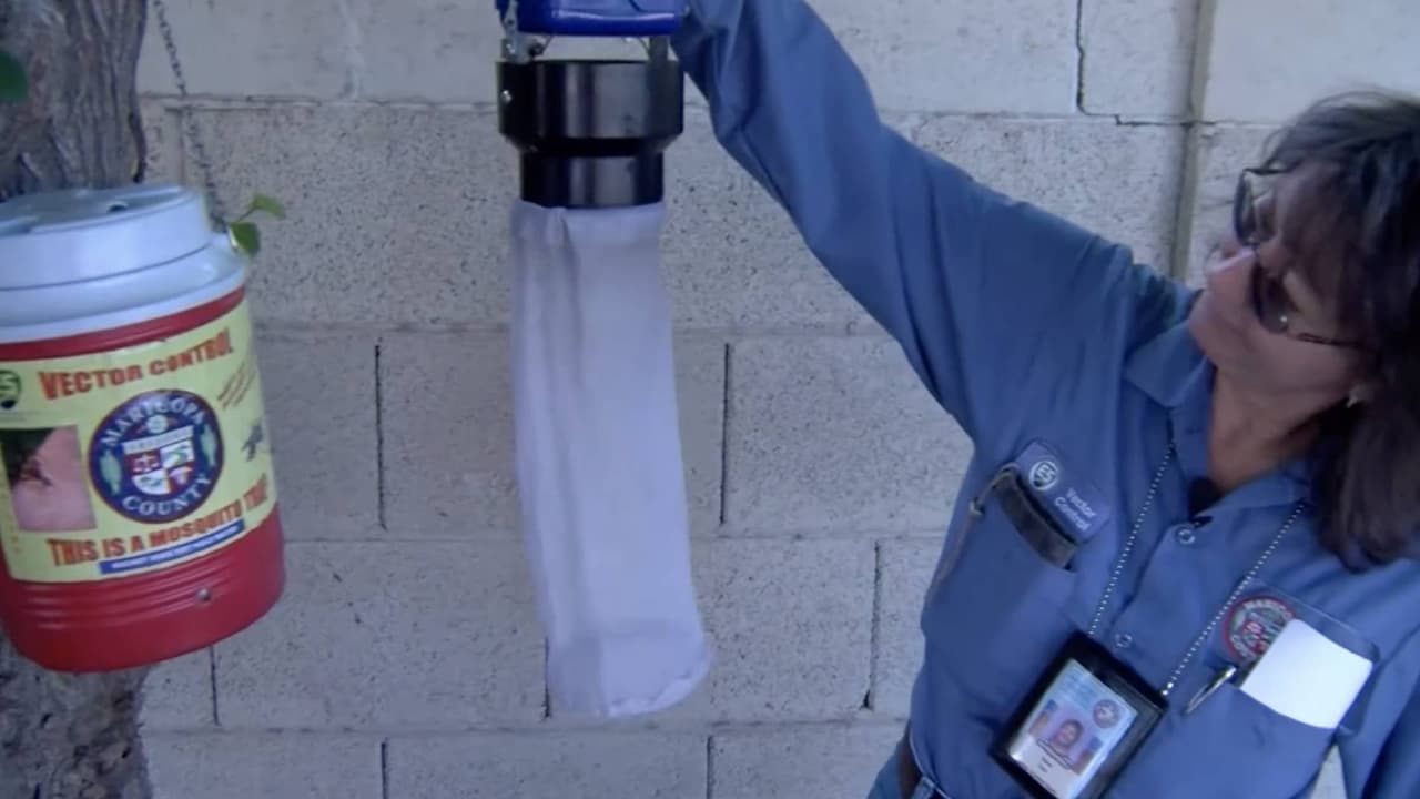 <h3 class="cms-H3-H3"> <b>¿Qué se está haciendo para tratar de evitar la propagación?</b></h3>
<br> “Tenemos un programa que es bastante proactivo, 
<b>hemos identificado miles de áreas que son problemáticas en términos de que pueden propagar mosquitos o tener creederos o focos de mosquitos…</b>entonces 
<b>esas áreas son monitoreadas mensualmente y cada semana mandamos unas 850 trampas para monitorear mosquitos”,</b> explica el portavoz del Departamento de Servicios Ambientales del Condado Maricopa.