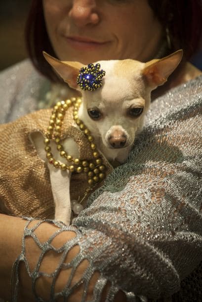 ¡SEMANA DE LA MODA… CANINA! Nueva York celebra la Semana de la Moda, ¡incluyendo la de los perros! Aquí les presentamos unos caninos que aspiran a convertirse en dueños del escenario. Ver toda la información