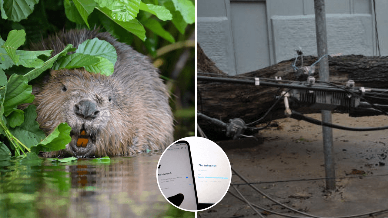  Un castor dejó sin Internet a 15 ciudades y se volvió el bandido más tierno de la historia