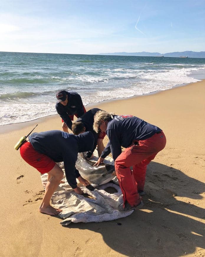 Sin embargo, una previa hipótesis de los científicos es la corriente de aguas pluviales hacia el océano producto de las tormentas que han azotado a la región, de acuerdo con Krysta Higuchi, vocera de Marine Mammal Center.