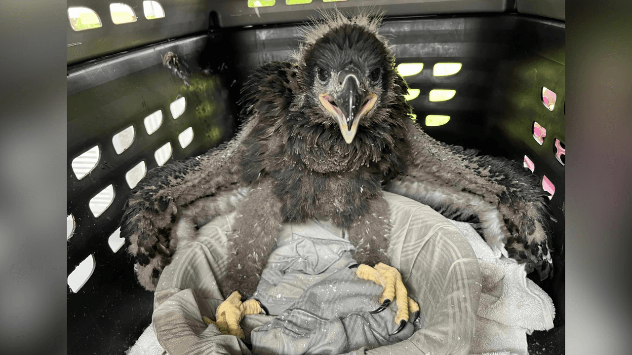 Un aguilucho nació en el área de Austin, pero con la llegada de tormentas severas, la rama donde estaba su nido se cayó y tuvieron que darle ayuda porque estaba deshidratado y tenía hambre, informó la organización Austin Wildlife Rescue.