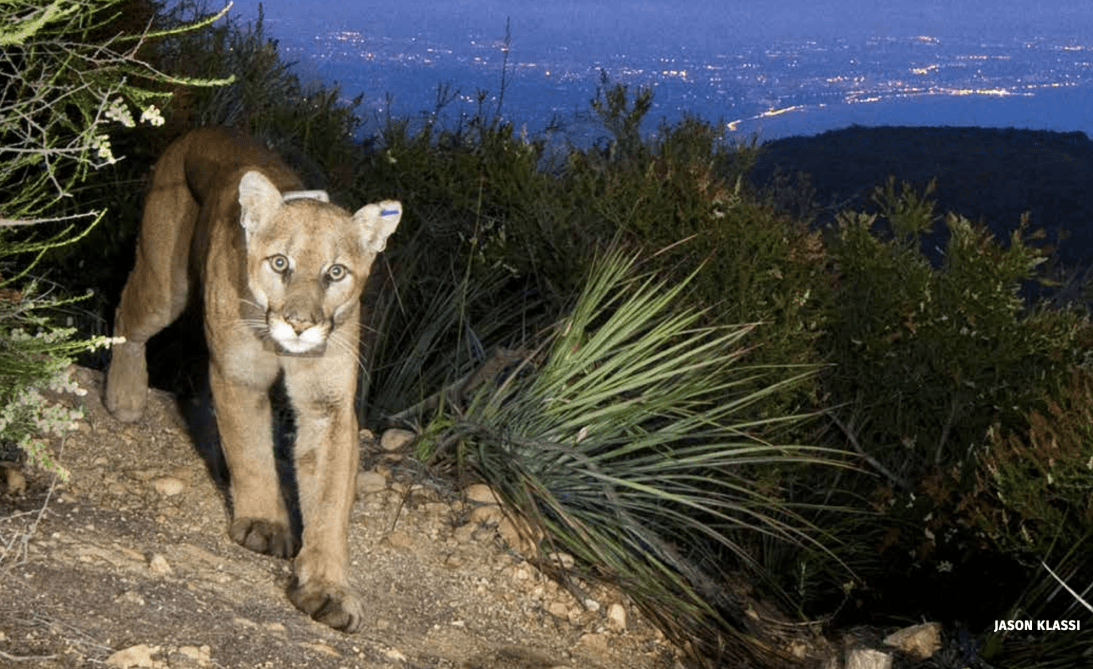 El felino fue capturado en un patio trasero de Los Feliz el 12 de diciembre para una evaluación médica por parte del Departamento de Pesca y Vida Silvestre de California.
<br>