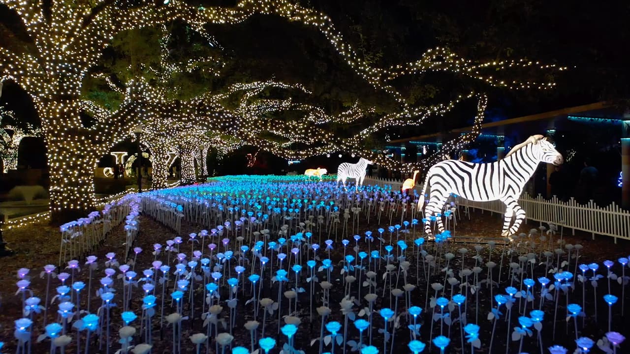 <b><a href="https://www.houstonzoo.org/events/zoo-lights-2021/?utm_source=google&utm_medium=cpc&utm_campaign=zoolights2122&gclid=CjwKCAiA7dKMBhBCEiwAO_crFNV2G4VSJ65zqxj1iWCjyMNj23WZWF99MM0bmzKEUYqrgYM3X5--zRoCqU8QAvD_BwE" target="_blank">TXU Energy presenta Zoo Lights</a></b>, que cumple 10 años como una de las tradiciones navideñas más queridas de 
<b><a href="https://www.univision.com/temas/houston">Houston</a></b>.