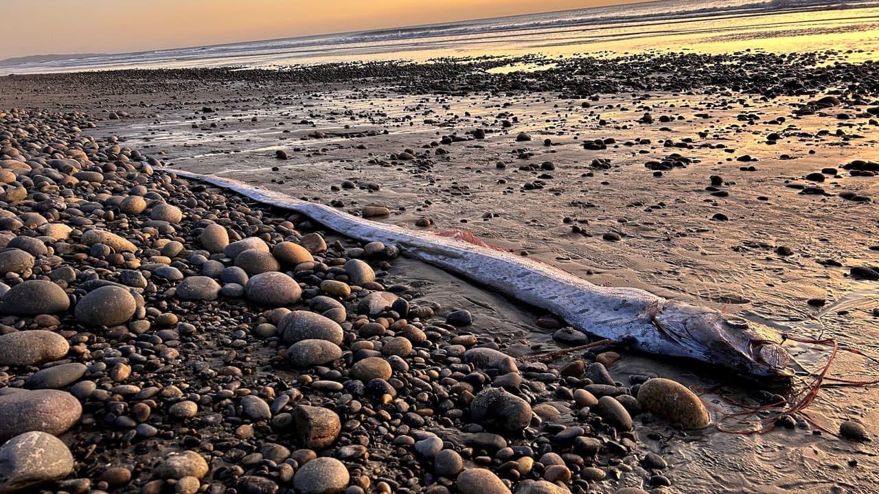 Aparece tercer “pez del fin del mundo” al sur de California; ¿por qué aumentan encallamientos?