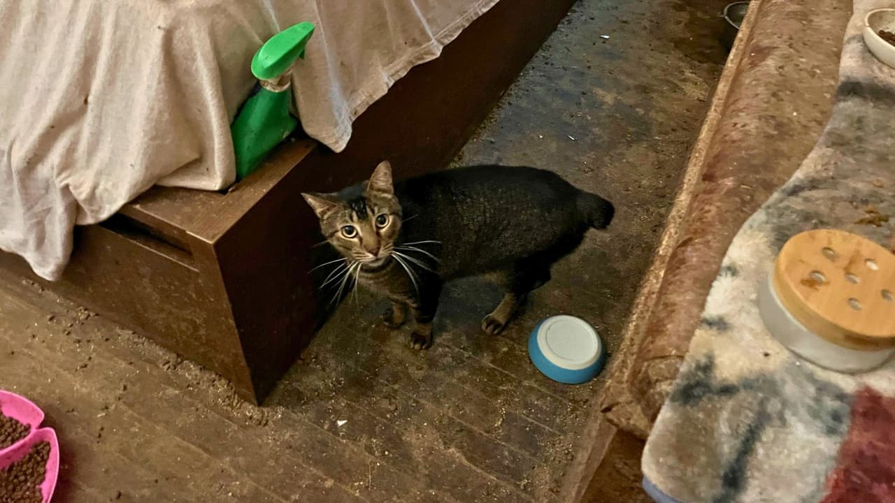 <h3 class="cms-H3-H3">Cómo reportar casos similares</h3> Autoridades piden a la comunidad 
<b>reportar posibles casos. </b>
<br>Pueden comunicarse con Garland Animal Services 
<b>al 972 205 3570 o por correo a animalservices@garlandtx.gov</b>
<br>Si te encuentras en una situación de emergencia y necesitas ayuda inmediata, llama al 911.