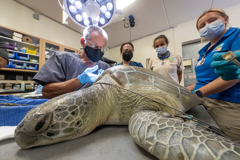 Esperan que esta triste historia ayude a crear conciencia entre los navegantes para que estén atentos a estas especies en peligro de extinción, de tal manera que en el futuro se puedan evitar accidentes como estos.