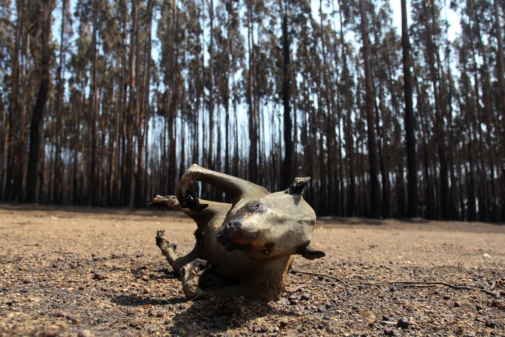 La isla Canguro es la tercera isla más grande de Australia, después de Tasmania y Melville Island. En la imagen un koala muerto entre los árboles durante un incendio forestal que asoló las afueras de la región de Parndana.