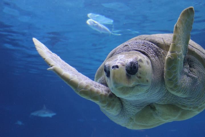 Los acuarios también estarán operando a capacidad reducida.