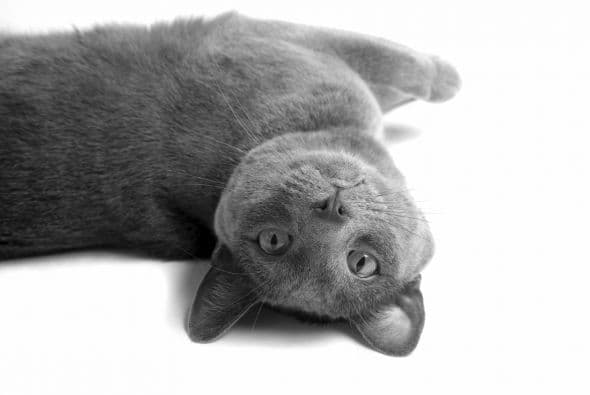 Korat o gato de la suerte. Además de soltar poco pelo, es una de las razas más antiguas.