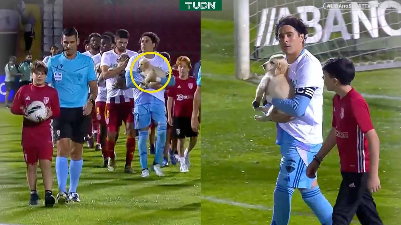 ¡Sobredosis de ternura! Ochoa desfila con cachorros en Portugal