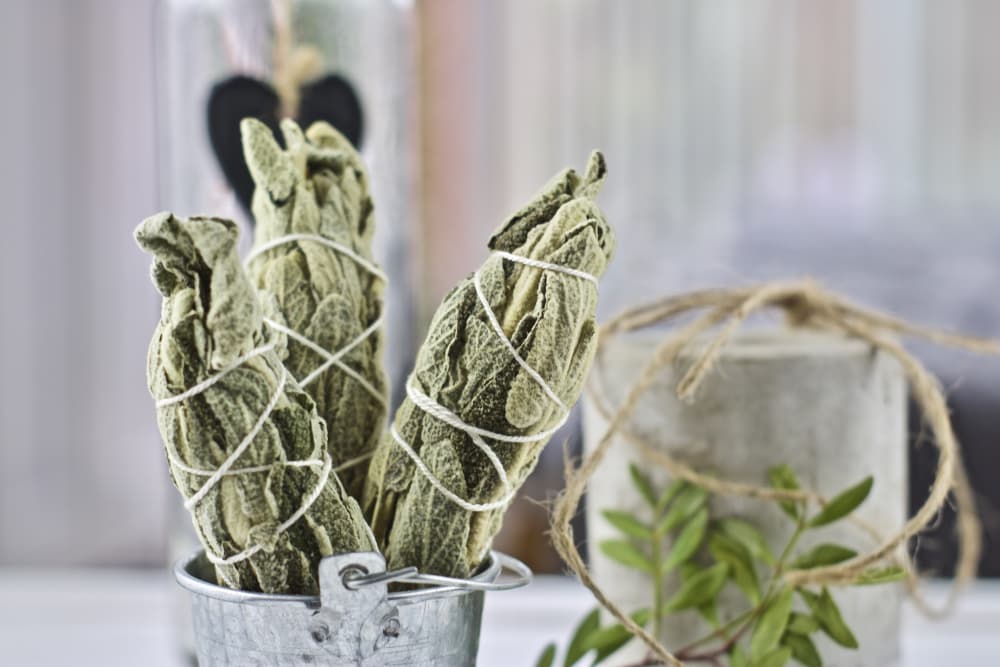 Para ahuyentar malas vibras y energías, se puede quemar un puñado de hojas secas de salvia, con mucho cuidado, dejando que su humo se esparza por todo el lugar que deseas limpiar, procurando incluso abarcar los rincones y esquinas.