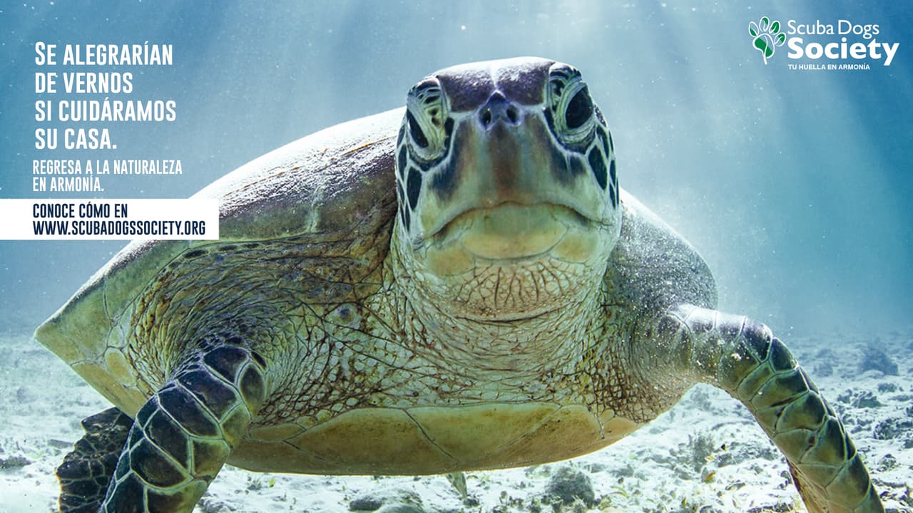 Igualmente, se comparten consejos sobre las cosas que las personas llevan a las áreas naturales, el respeto a las plantas y animales que habitan estos espacios, y también, cómo reducir los impactos negativos sobre la salud del agua, el aire, la arena de las playas y el impacto de los sonidos extremos que afectan el ambiente natural.
<br>
<br>