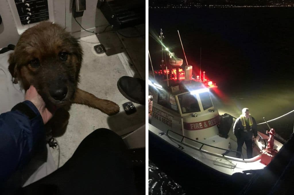 Cachorro nada en el río Hudson de Nueva York a Nueva Jersey antes de ser rescatado