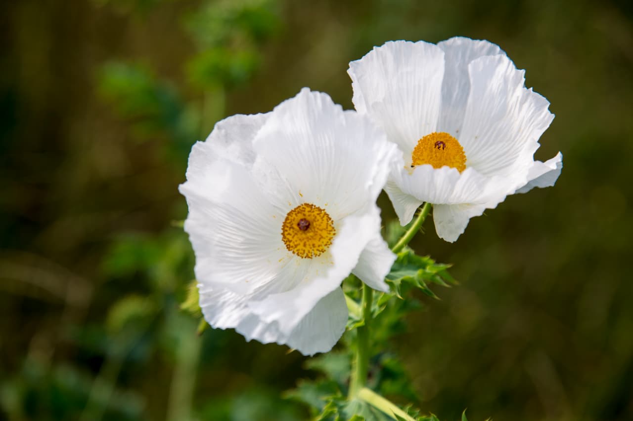 Junto con las Bluebonnets —flor oficial de Texas , en los bosques, autopistas, praderas, senderos y playas texanas se puede apreciar una variada gama de flores silvestres de todos los colores, tamaños y formas durante la primavera.