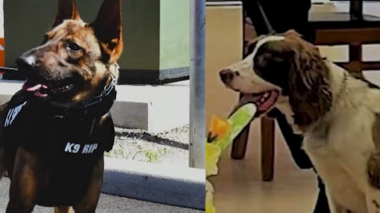 Un agente es acusado por la muerte de dos perros policía al dejarlos encerrados en un auto