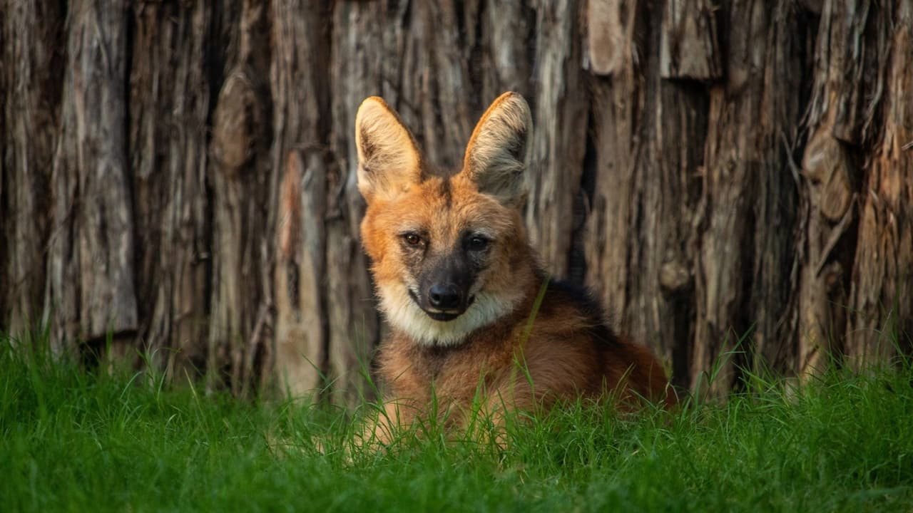 La generosidad de patrocinadores ha permitido que
<b>el zoológico continúe ofreciendo estas experiencias únicas a precios accesible</b>s. Más allá de enero y febrero, el compromiso del lugar con la accesibilidad se refleja en
<b>programas durante todo el año, brindando descuentos a casi el 50% de los visitantes anuales</b>.