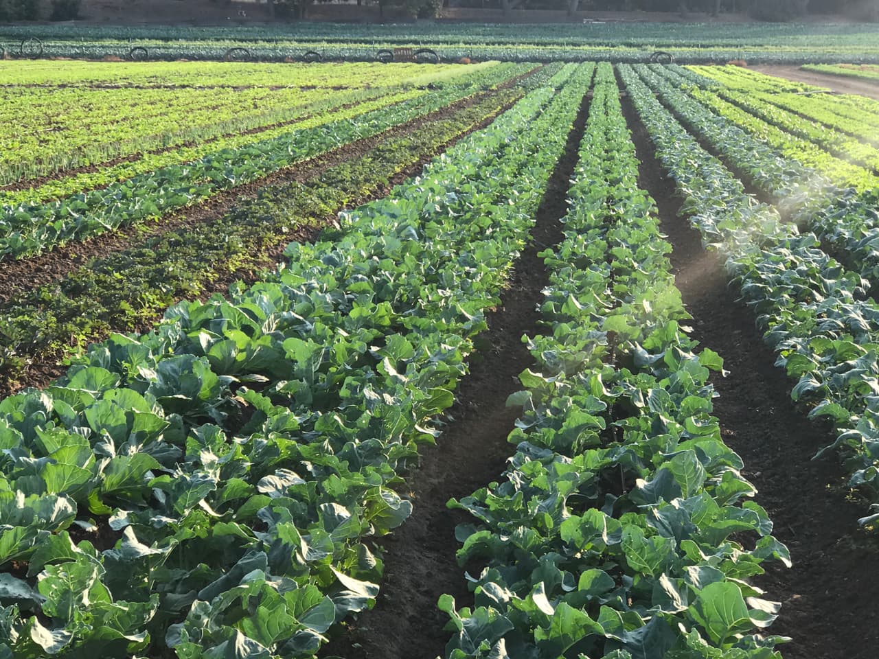 Desde distintos tipos de lechugas, chiles y tomates.