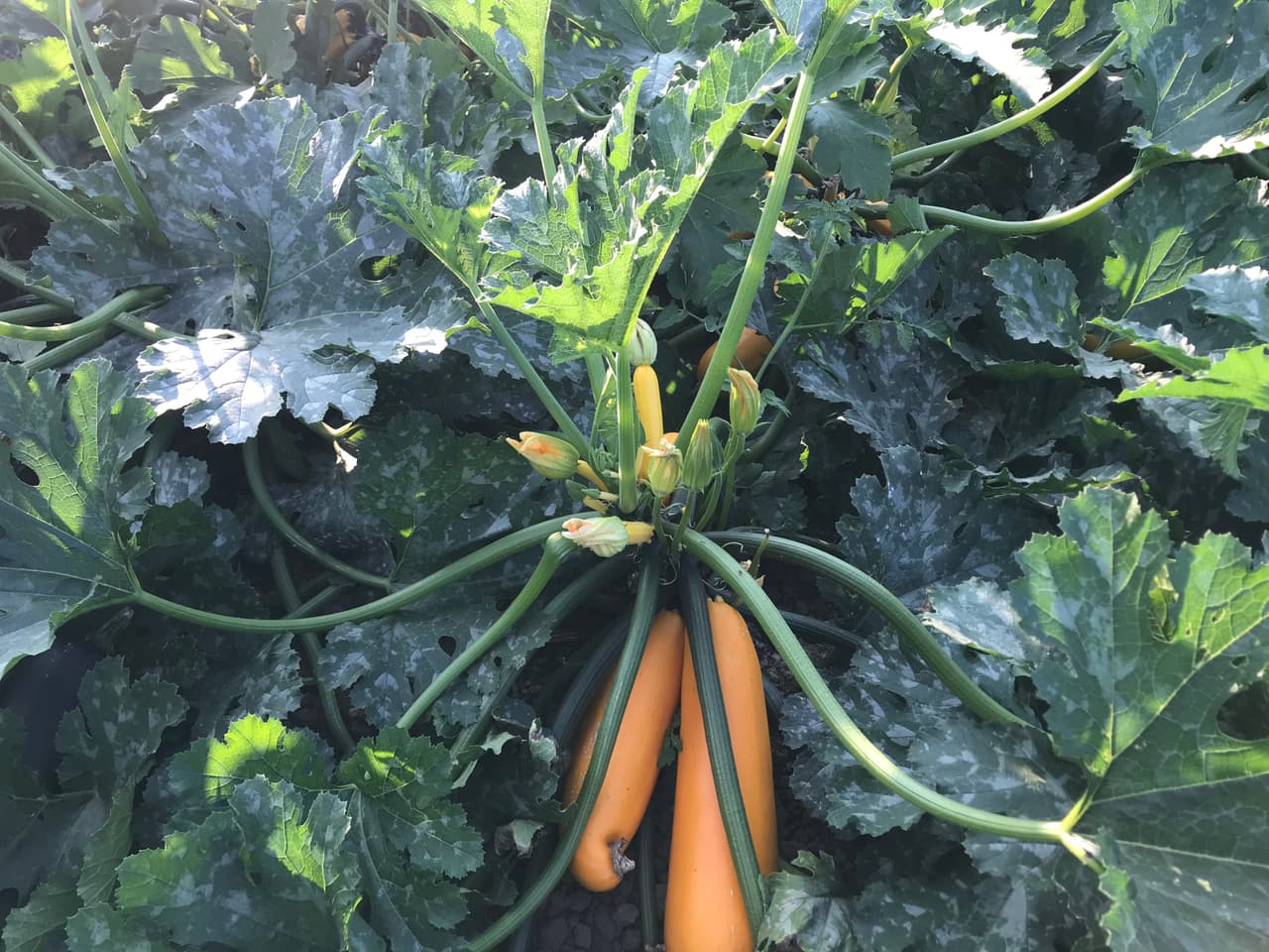 En el terreno de los calabacines, algunos son visibles por su color amarillo intenso.