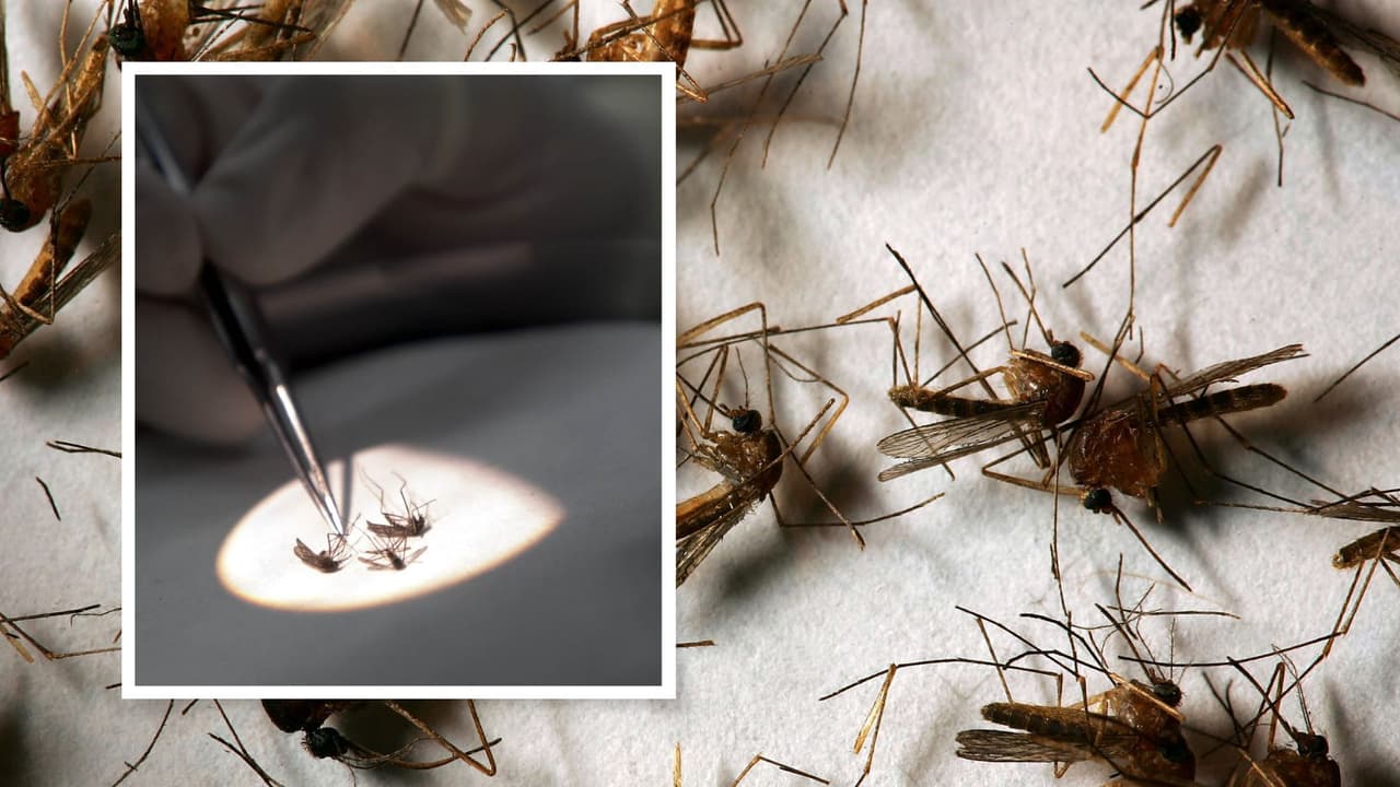 Confirman el primer paciente contagiado por el Virus del Nilo Occidental en el condado de Montgomery 